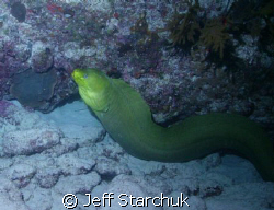 My first night dive and I met this nice fellow. by Jeff Starchuk 